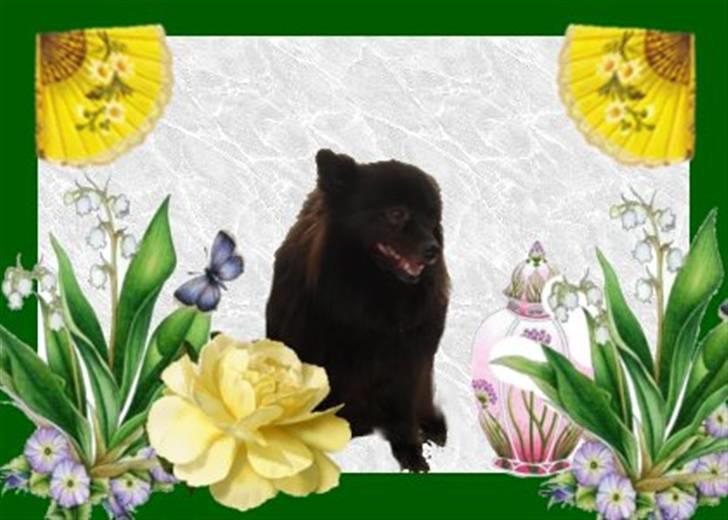 Kleinspitz bekki billede 3