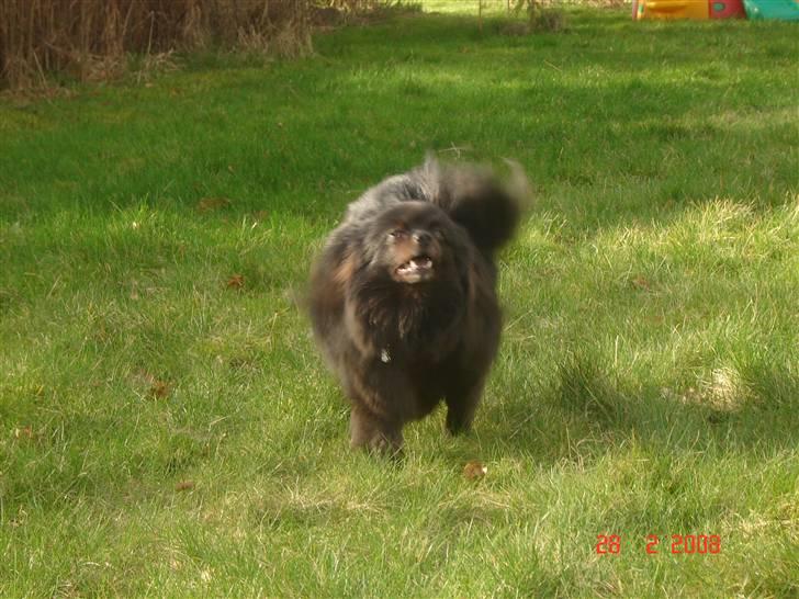 Kleinspitz bekki billede 4