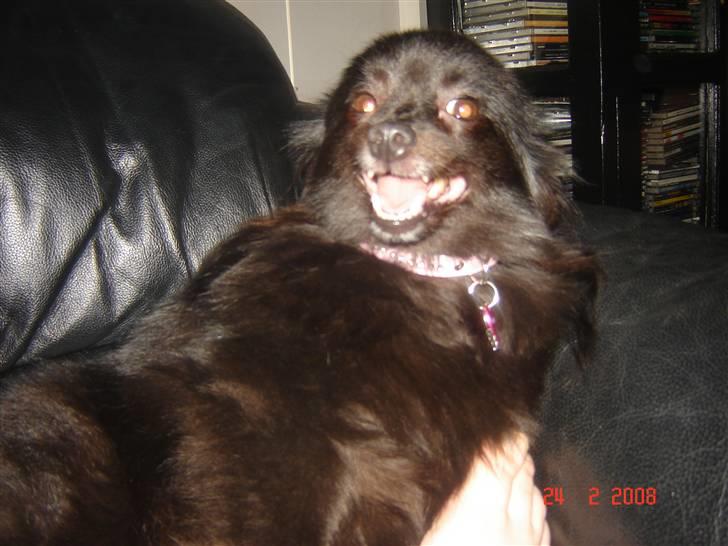 Kleinspitz bekki billede 5