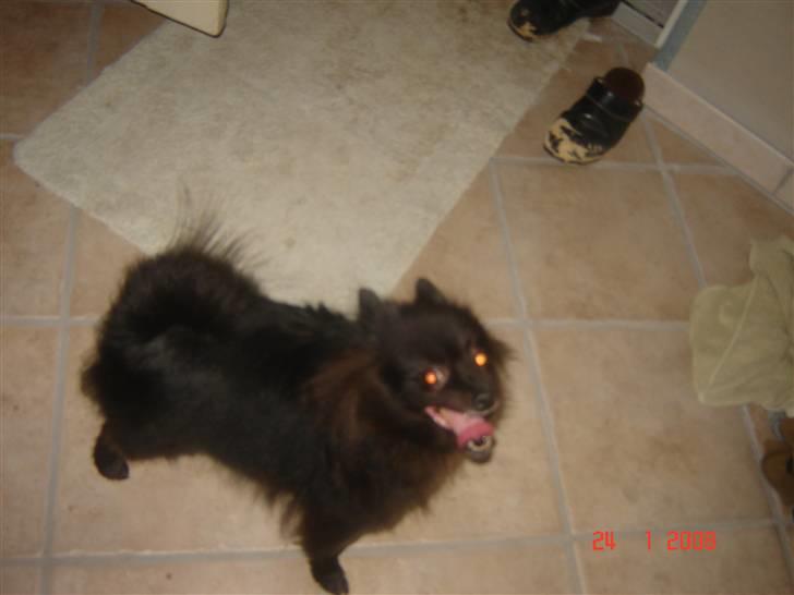 Kleinspitz bekki billede 6