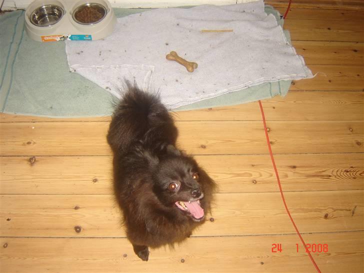 Kleinspitz bekki billede 7