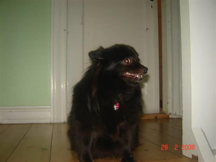 Kleinspitz bekki billede 8