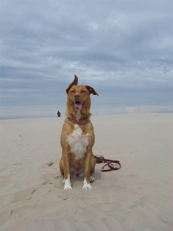 Blanding af racer Bella - Det blæser bare lidt ved Råbjerg Mile :D billede 6