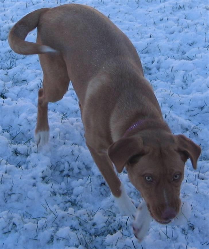 Blanding af racer Bella billede 7