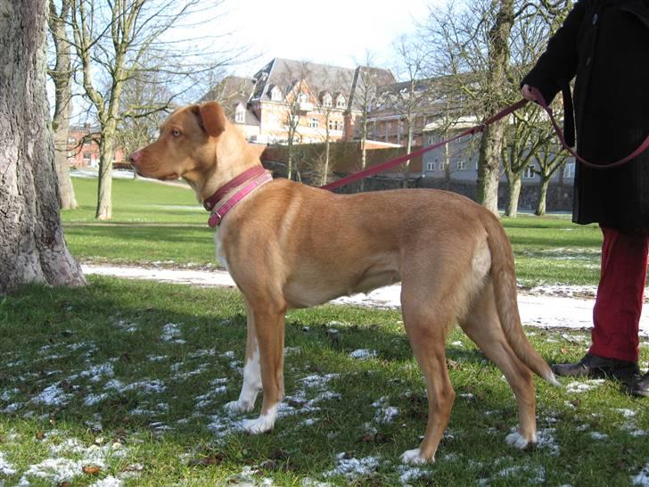 Blanding af racer Bella billede 8