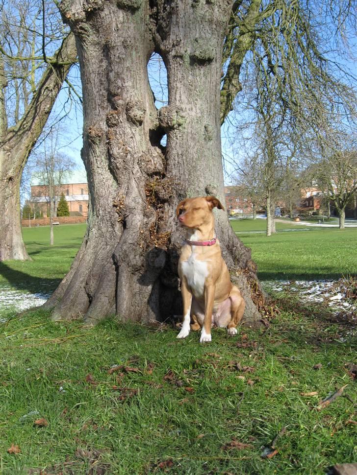 Blanding af racer Bella billede 9