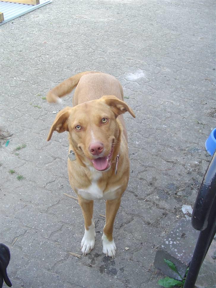 Blanding af racer Bella billede 12