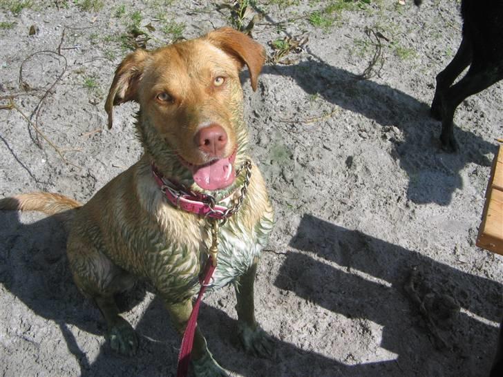 Blanding af racer Bella - Det er hvad der kan ske når man bader i Harelstedsø  billede 13