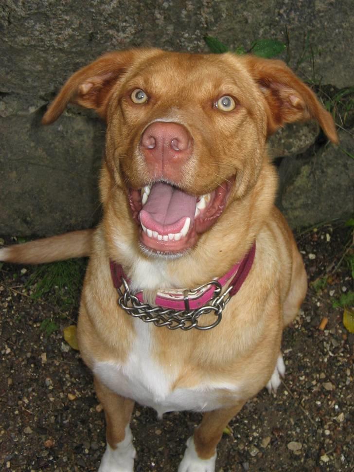 Blanding af racer Bella billede 14