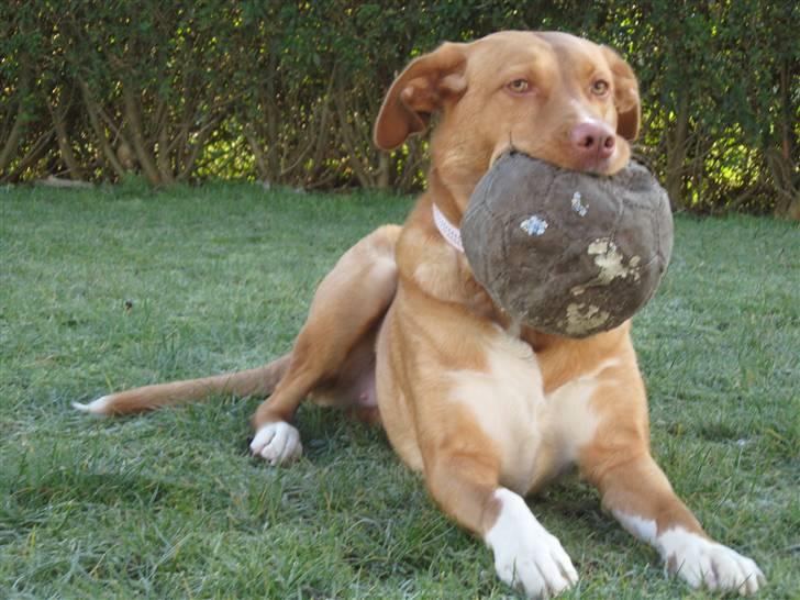 Blanding af racer Bella billede 15