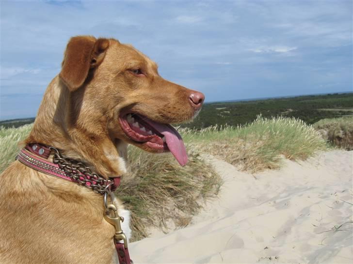 Blanding af racer Bella billede 16