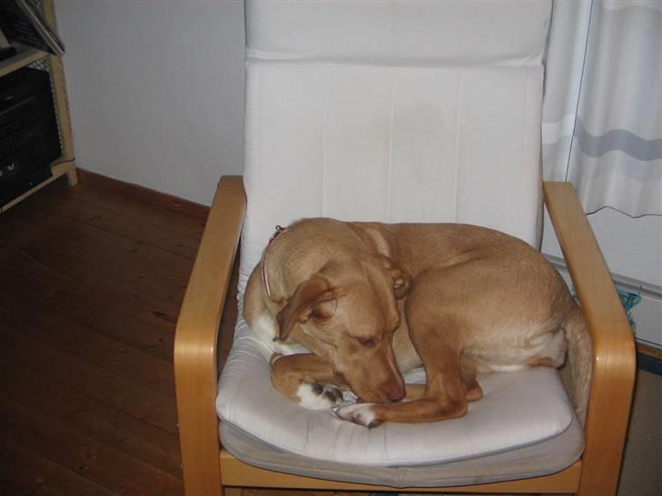 Blanding af racer Bella billede 17