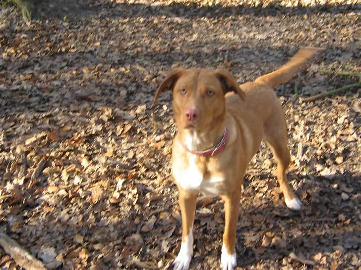 Blanding af racer Bella billede 18