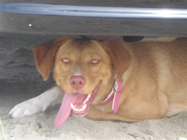 Blanding af racer Bella billede 19