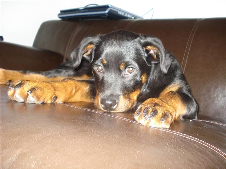 Rottweiler Chica billede 10