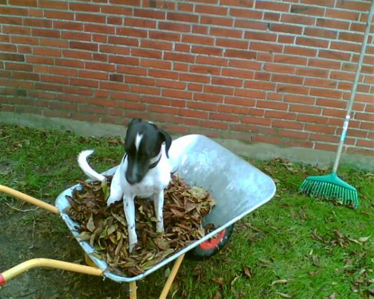 Blanding af racer Max billede 16