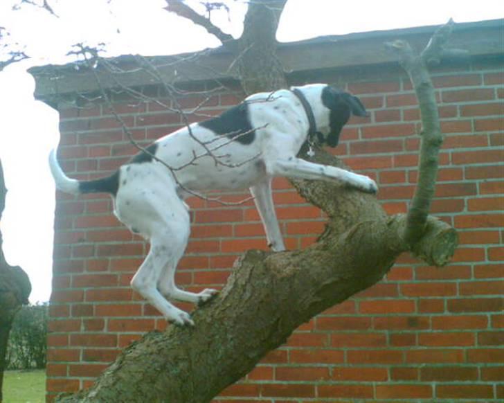 Blanding af racer Max billede 17