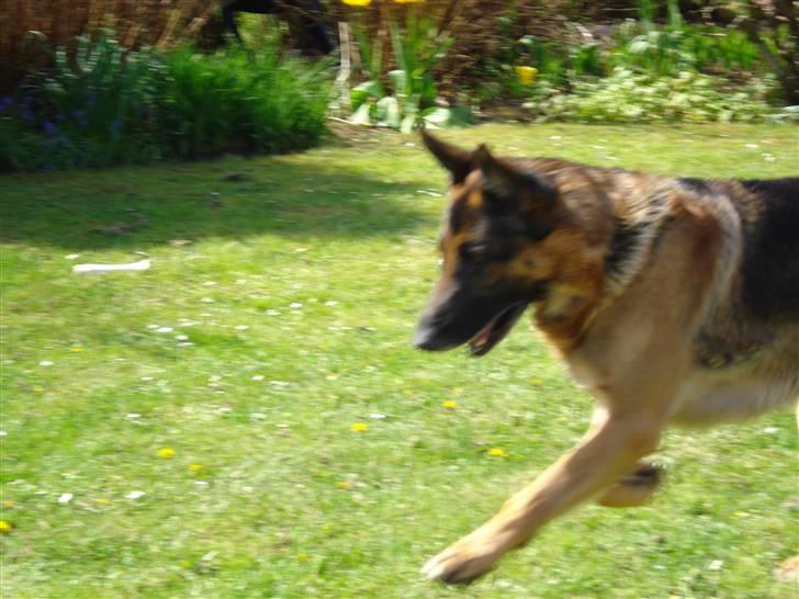 Schæferhund Atrix billede 1