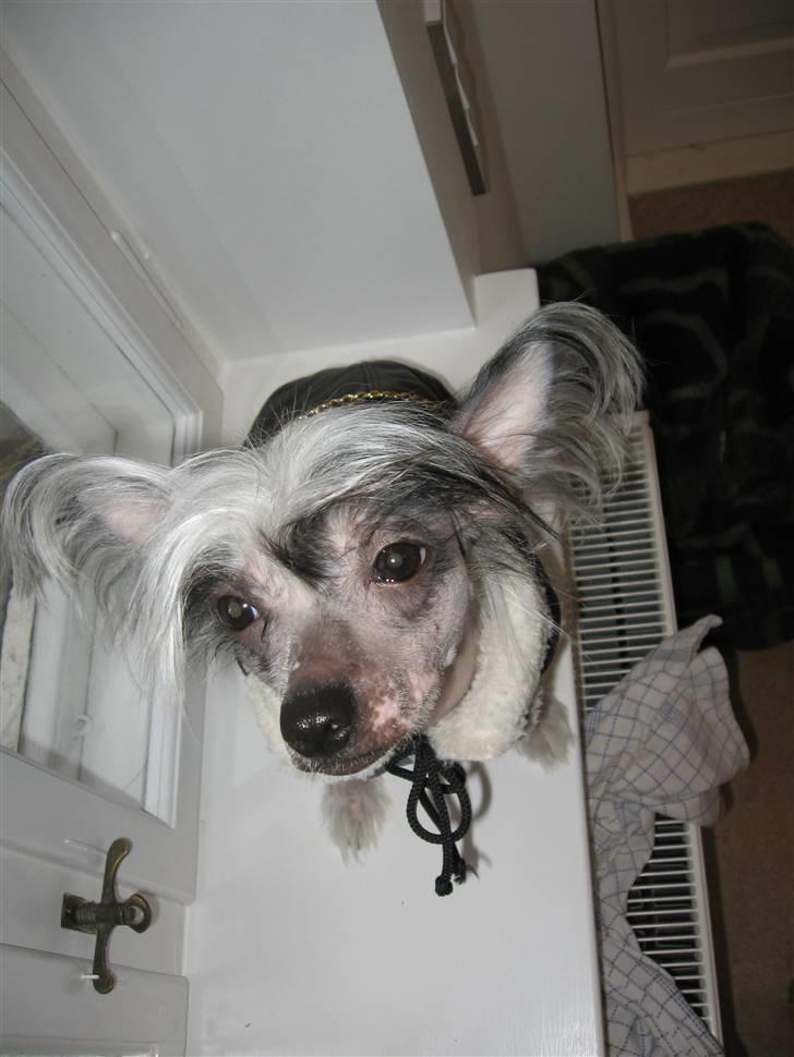 Chinese crested hårløs Jessie - Jessie i sin nye jakke, som hun har fået fra søde Karen billede 9