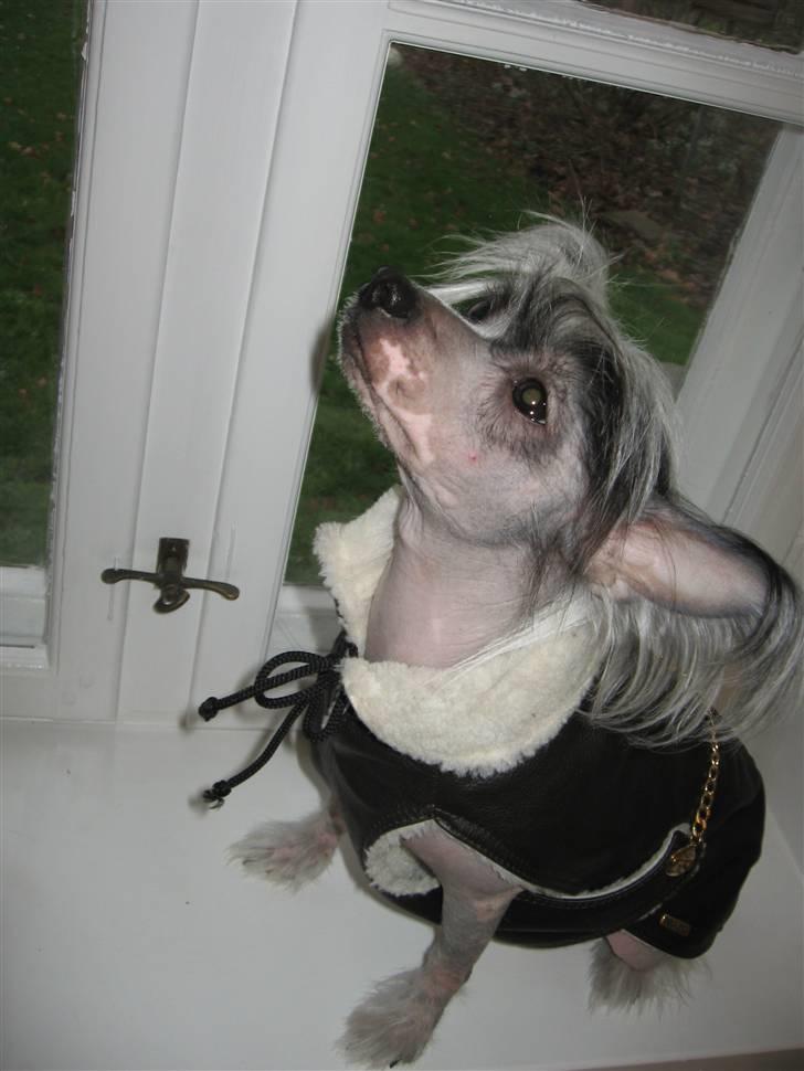 Chinese crested hårløs Jessie - Prøv lige at se mig - jeg ligner jo virkelig en million... billede 10