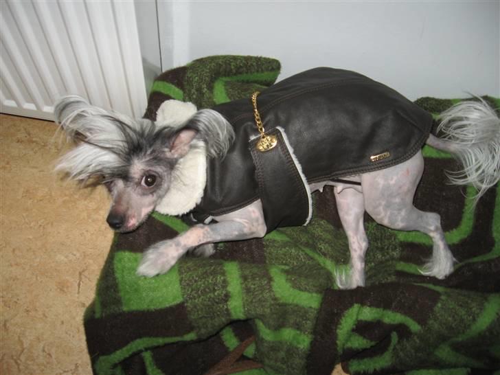 Chinese crested hårløs Jessie billede 11