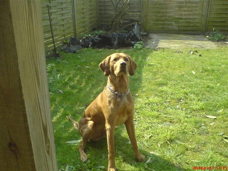 Vizsla Pelle - Sommeren 2007 billede 4