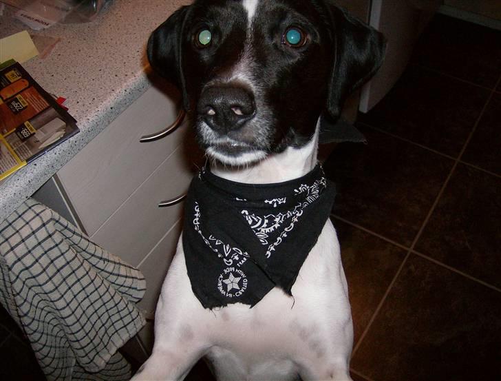 Blanding af racer Max billede 19