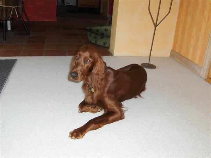 Irsk setter Lohmans Norma - Chica <33 billede 7