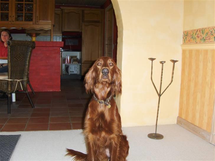 Irsk setter Lohmans Norma - Har fået komandoen: "sit" og det gør den da :) billede 8