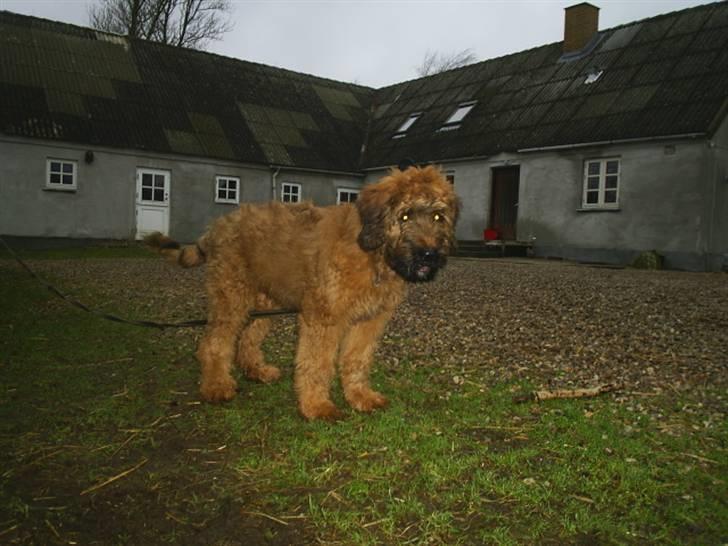 Briard Mistrall billede 6