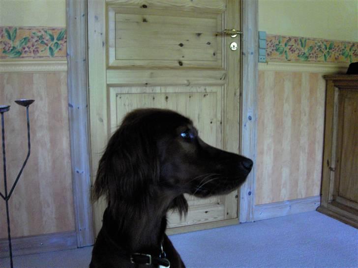 Irsk setter Lohmans Norma - Chicamusen <33 billede 9