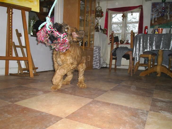 Briard Mistrall billede 7