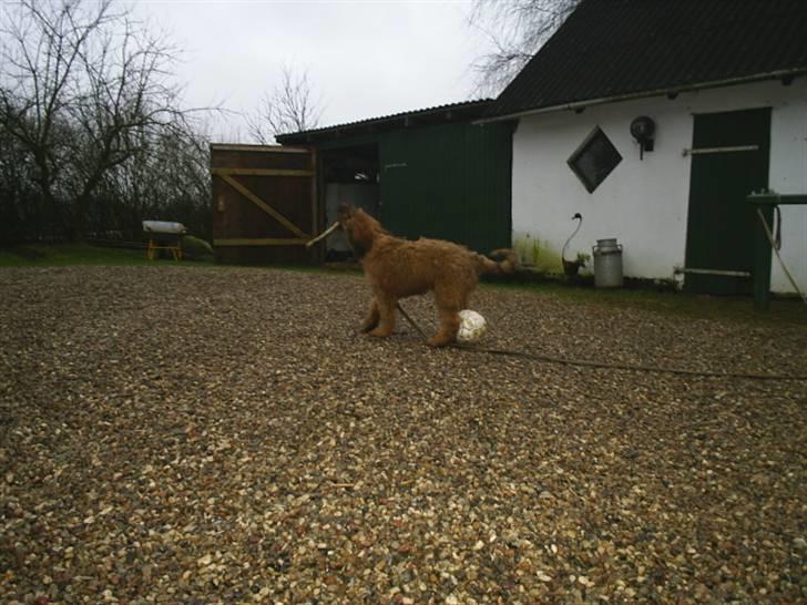 Briard Mistrall billede 8