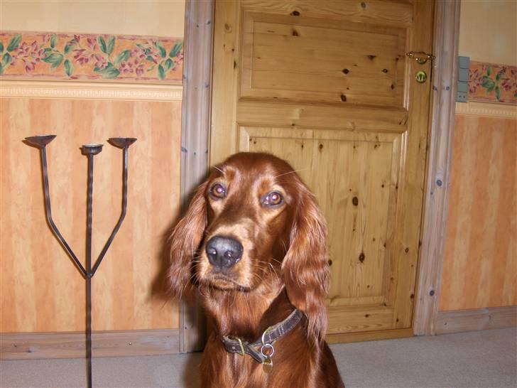 Irsk setter Lohmans Norma - Hun er så bedårende<33 billede 10