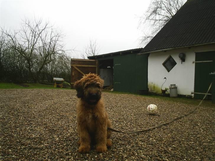Briard Mistrall billede 9