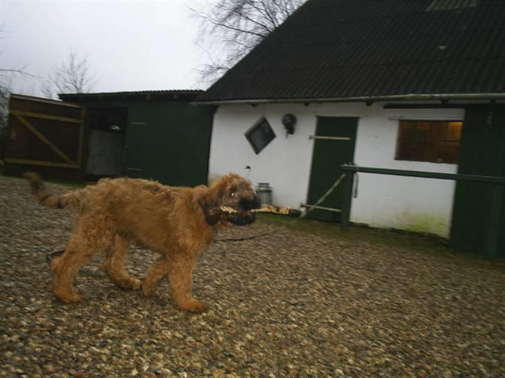 Briard Mistrall billede 10