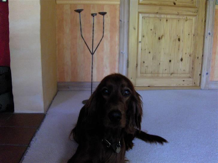 Irsk setter Lohmans Norma - Min lille prinsessehund <33 billede 11