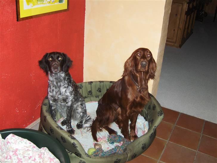 Irsk setter Lohmans Norma - Chica med sin legekarmerat Fie. De havde hver sin kurv men valgte at side i den samme <33  billede 12