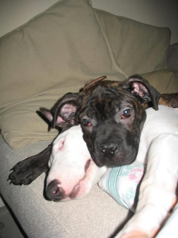 Blanding af racer Cane Carter billede 1