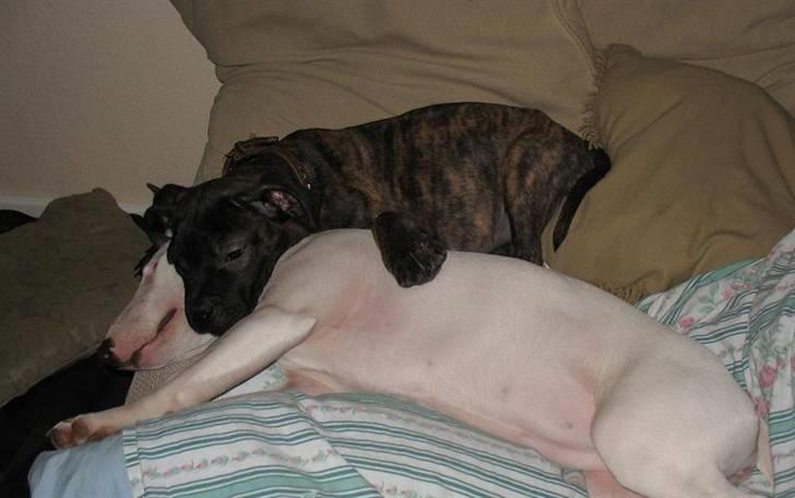 Blanding af racer Cane Carter billede 2