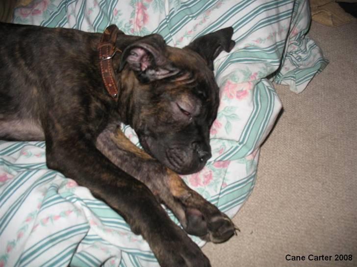 Blanding af racer Cane Carter billede 4