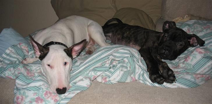 Blanding af racer Cane Carter billede 5