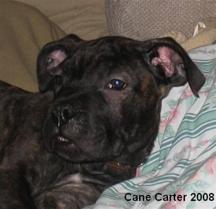 Blanding af racer Cane Carter billede 6