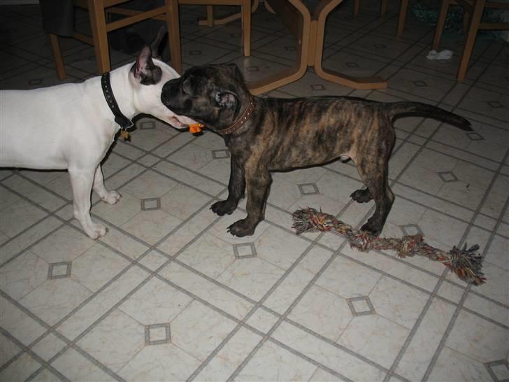 Blanding af racer Cane Carter billede 7