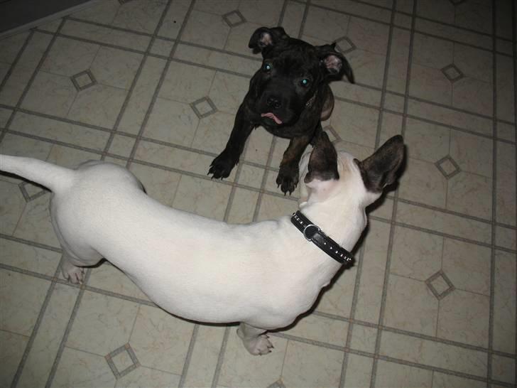 Blanding af racer Cane Carter billede 8