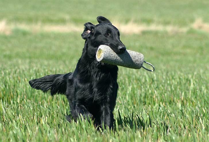 Flat coated retriever Picazzo billede 11