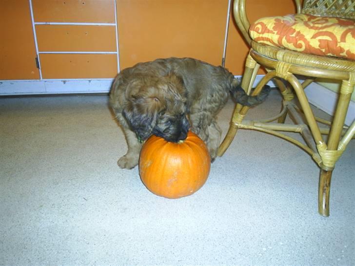 Briard Mistrall billede 11