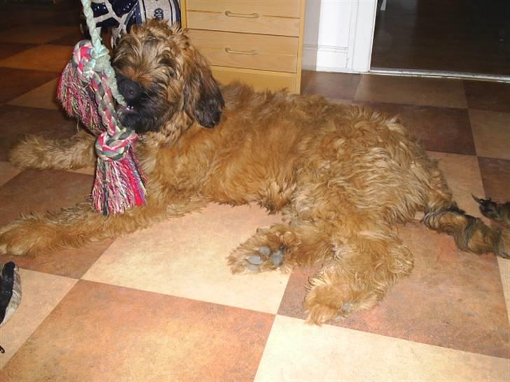 Briard Mistrall billede 12