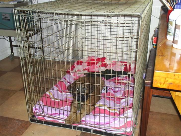 Briard Mistrall billede 13