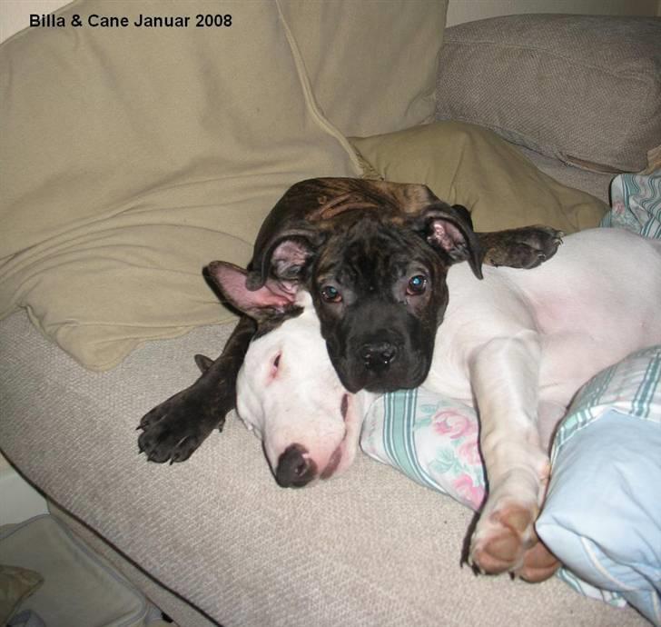 Bullterrier BILLA - MIN NYE LILLEBROR CANE HAN ER DEJLIG SYNES JEG billede 20